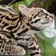 Illustration for article titled Caturday - Leopardus tigrinus Edition